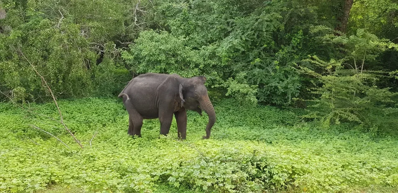 Elephant in Yala